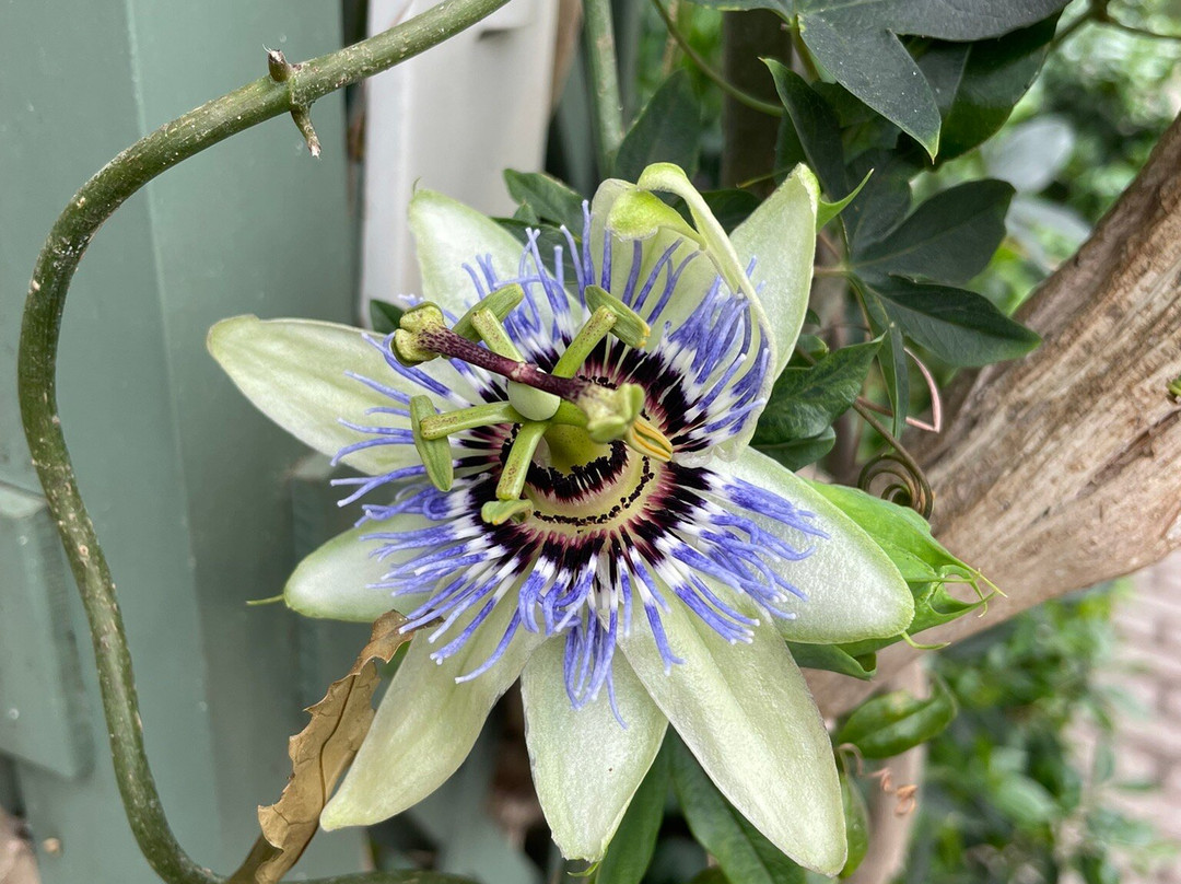 Bergius Botanic Garden-斯德哥尔摩必去景点