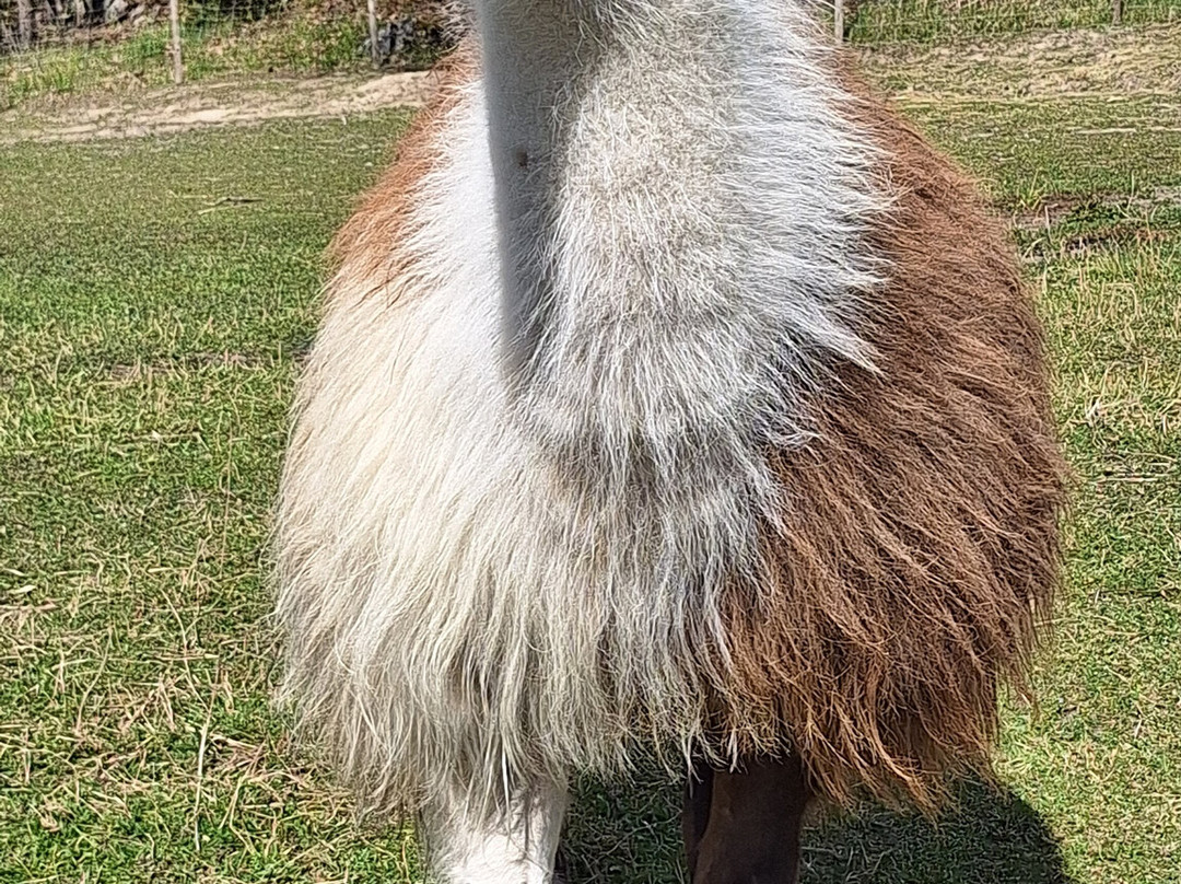 Far from standard alpaca-Jarna必去景点