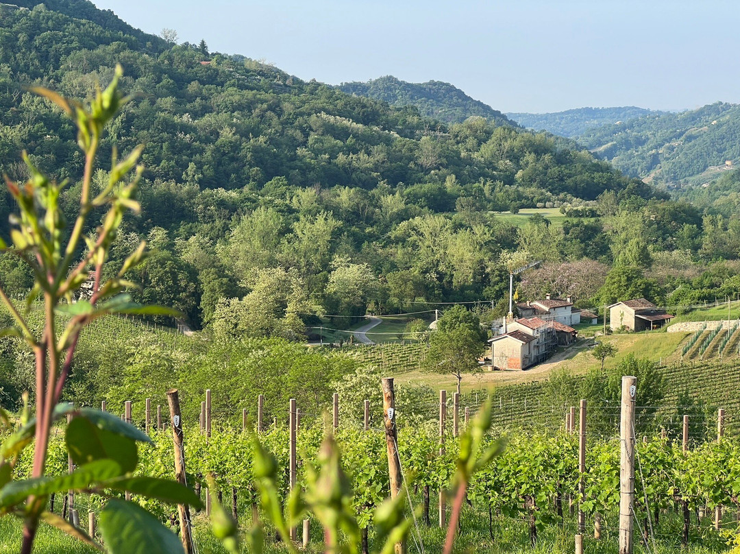 Azienda Agricola Ca' Piadera主图