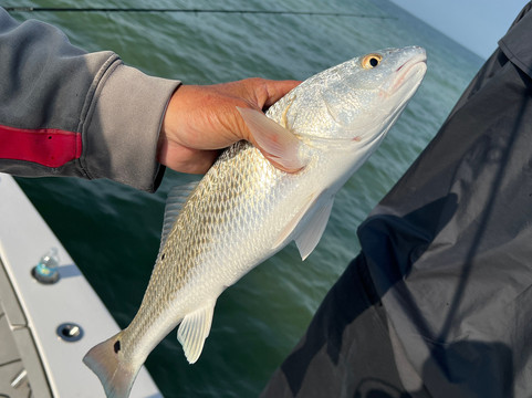 Clearwater Inshore Fishing-帕姆港必去景点