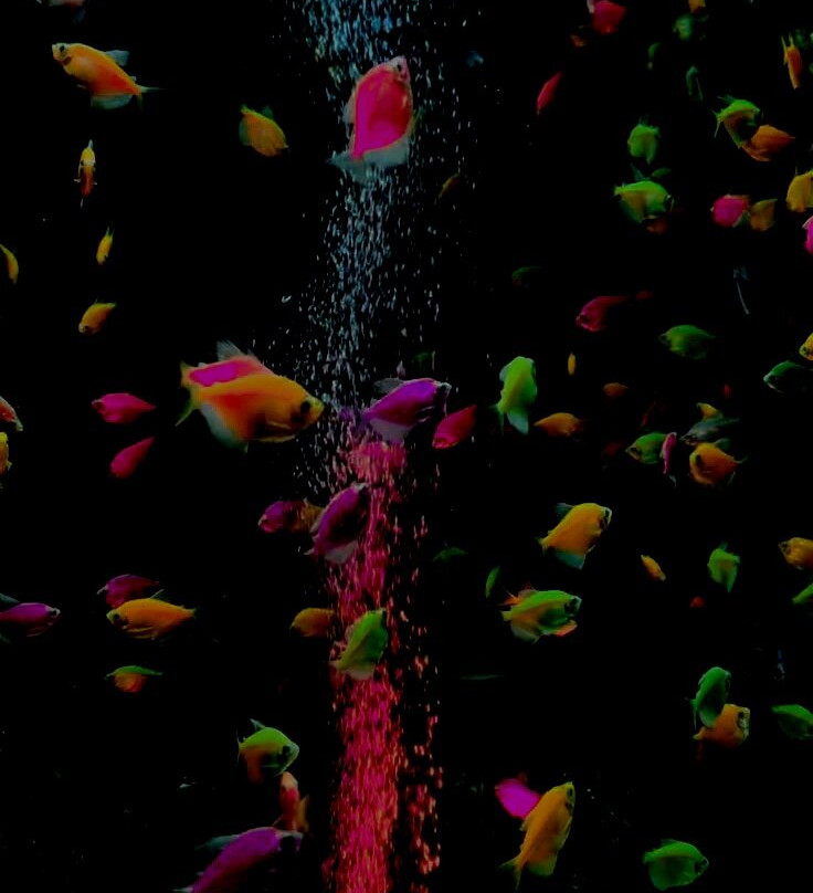 Sea Life Scarborough景点图片