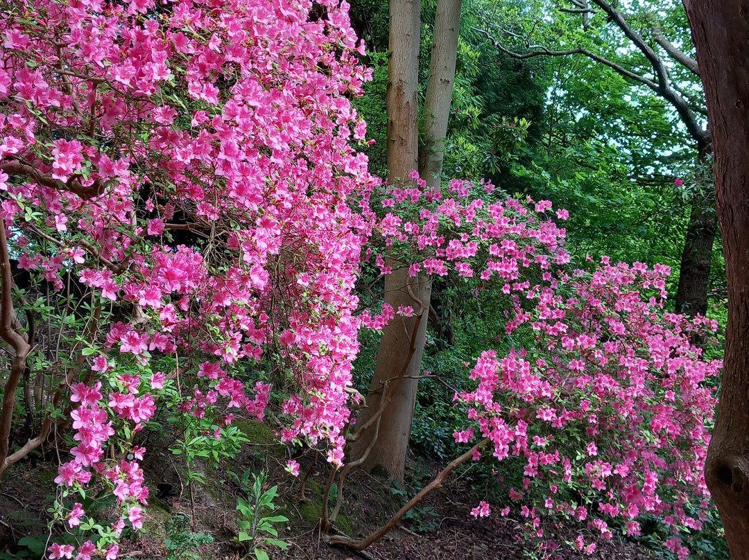 The American Garden-海斯必去景点