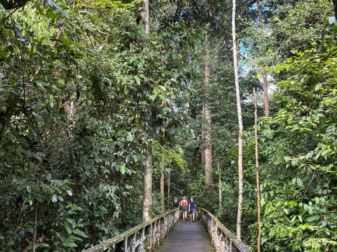 Sepilok Orangutan Rehabilitation Centre-山打根必去景点