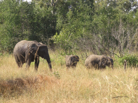 Wanyama Safaris-克鲁格国家公园必去景点