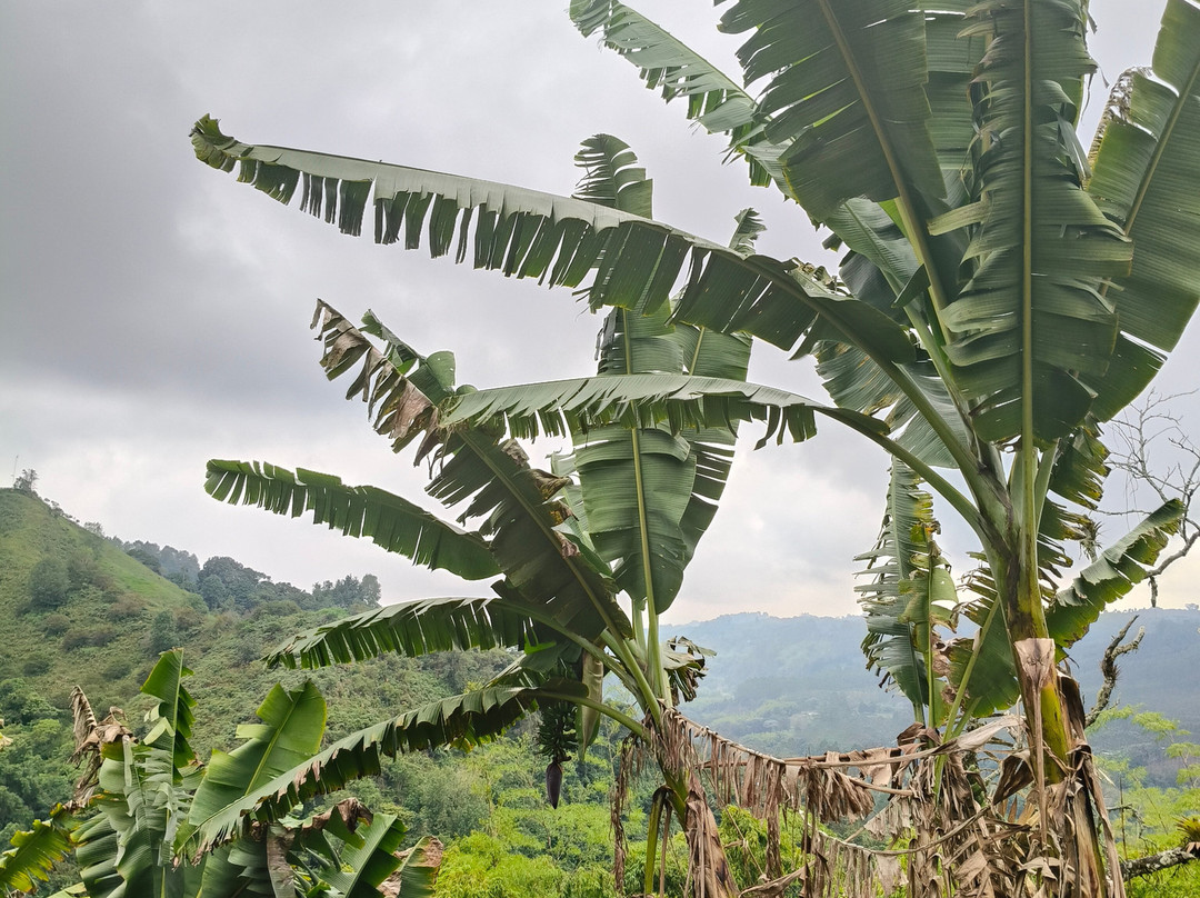 Finca Don Eduardo Coffee Tour景点图片