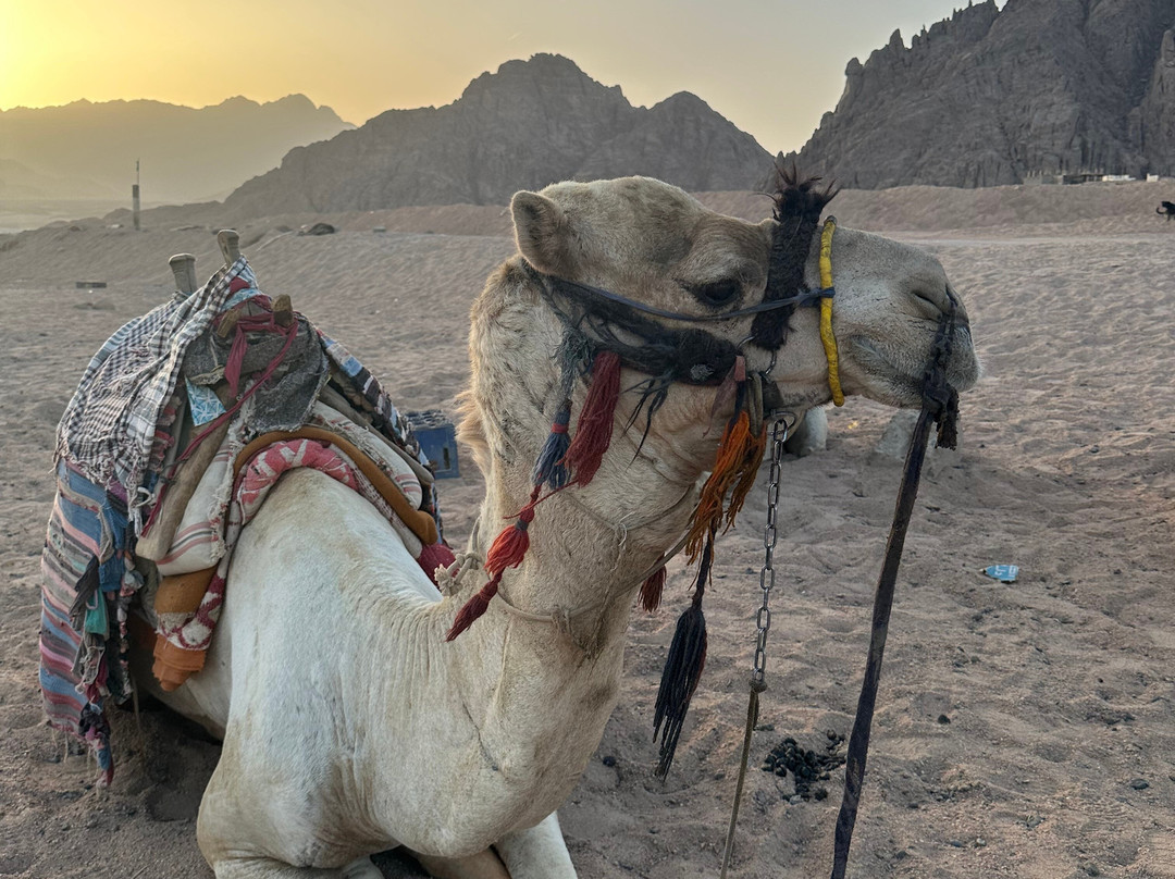 Intours Egypt Sharm Elsheikh-沙姆沙伊赫必去景点