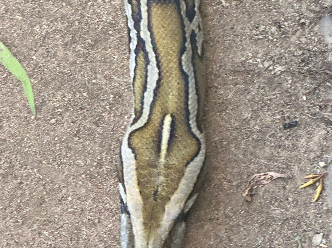 Billabong Sanctuary-汤斯维尔必去景点