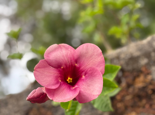 Peace Garden Beach Resort主图