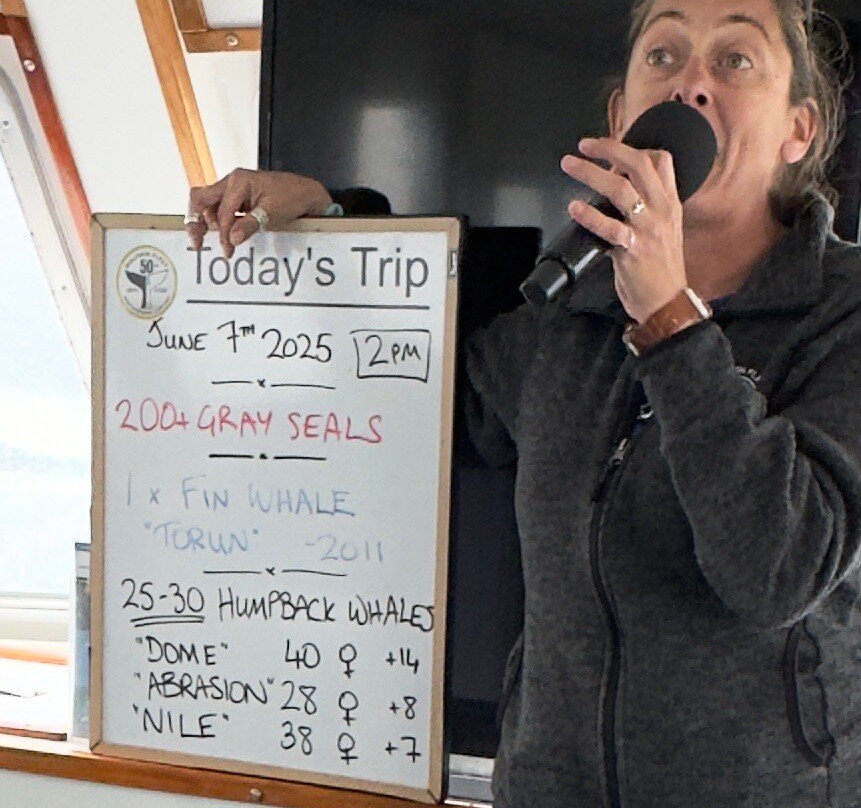 Provincetown Whale Watch-普罗温斯敦必去景点
