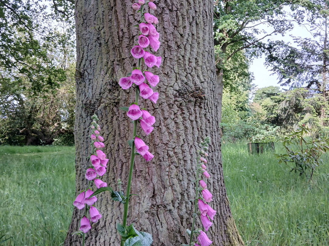 Yorkshire Arboretum景点图片