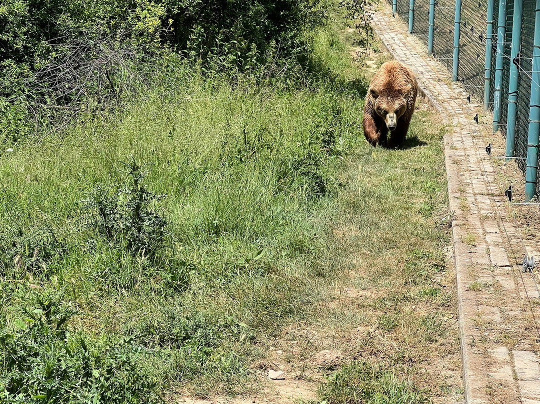BEAR SANCTUARY Prishtina-普里什蒂纳必去景点