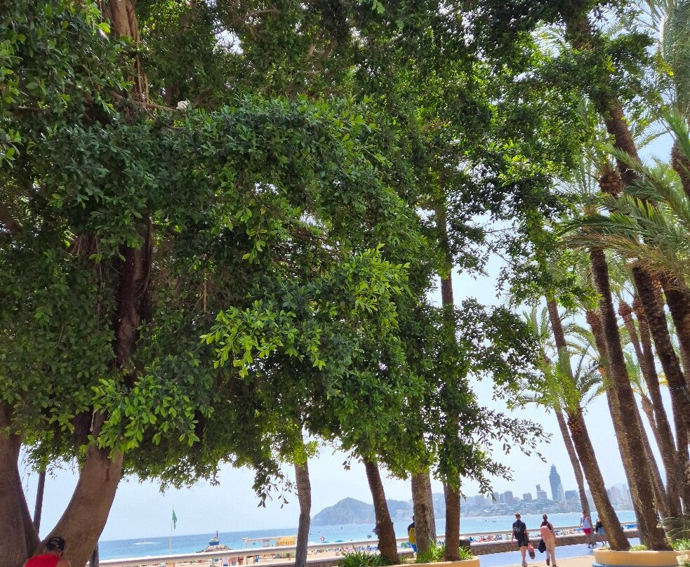 Parc d'Elx-贝尼多姆必去景点