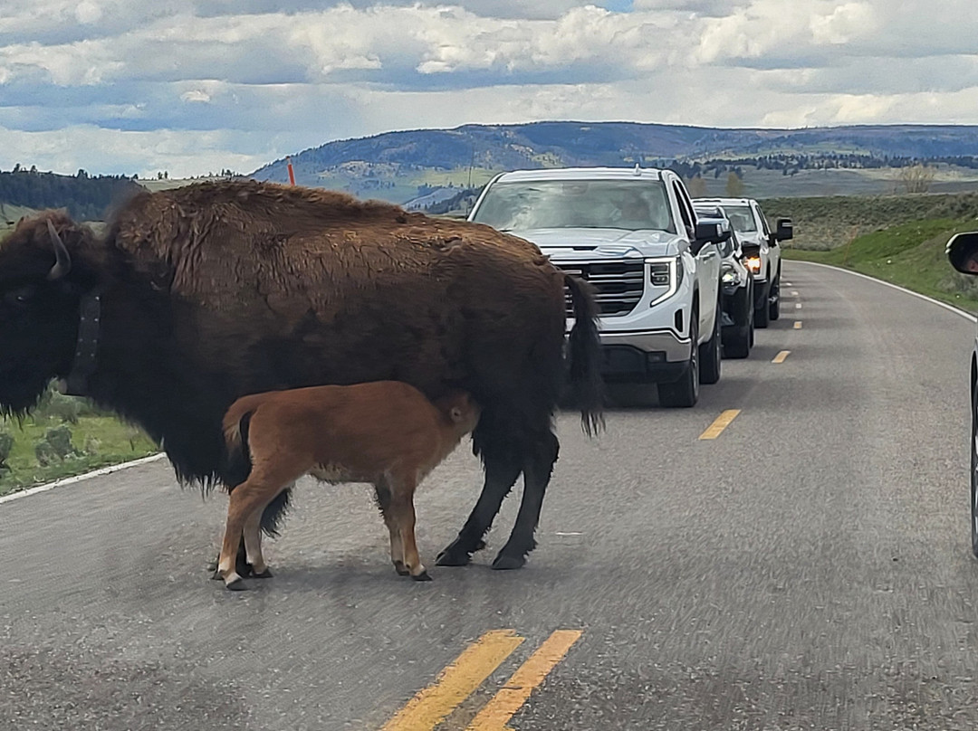 Yellowstone National Park景点图片