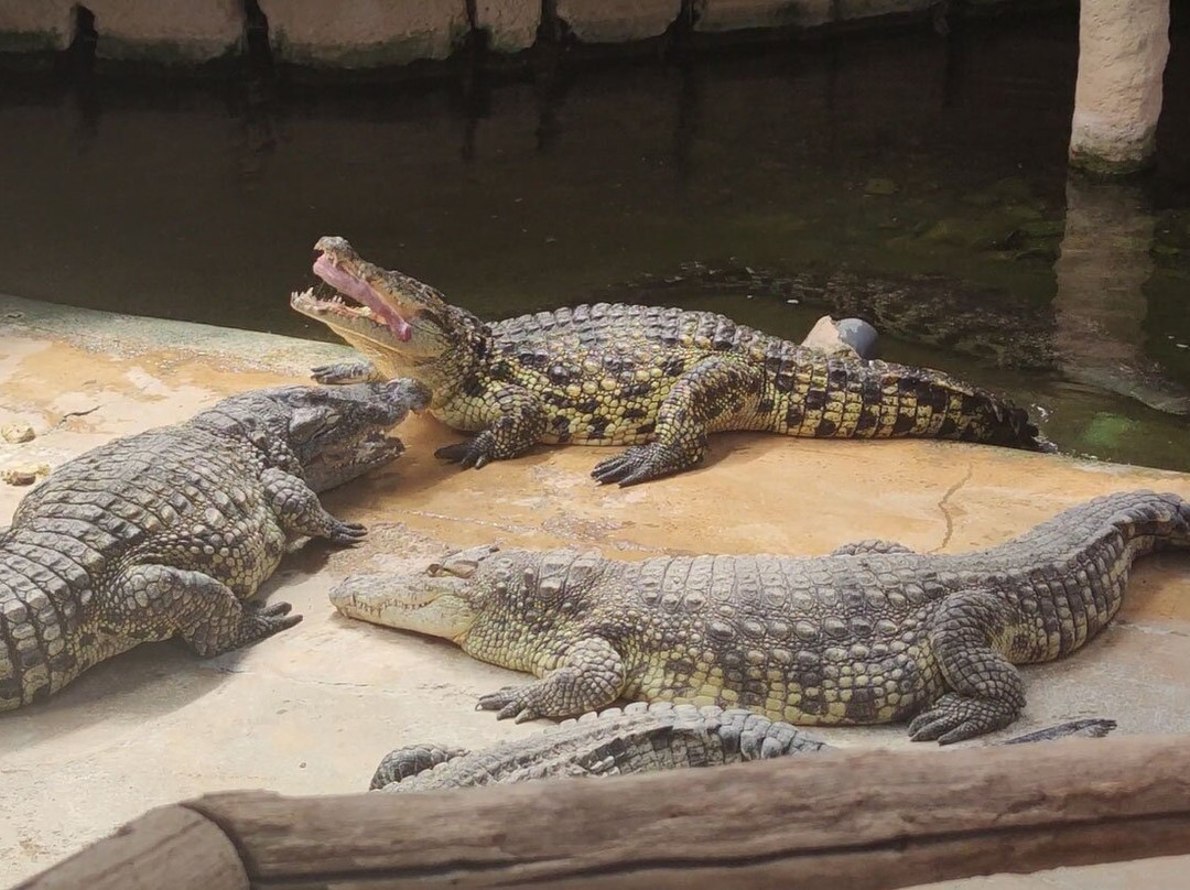 Alligator Bay景点图片