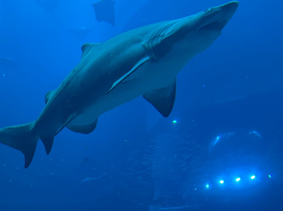 SeaWorld Yas Island Abu Dhabi景点图片