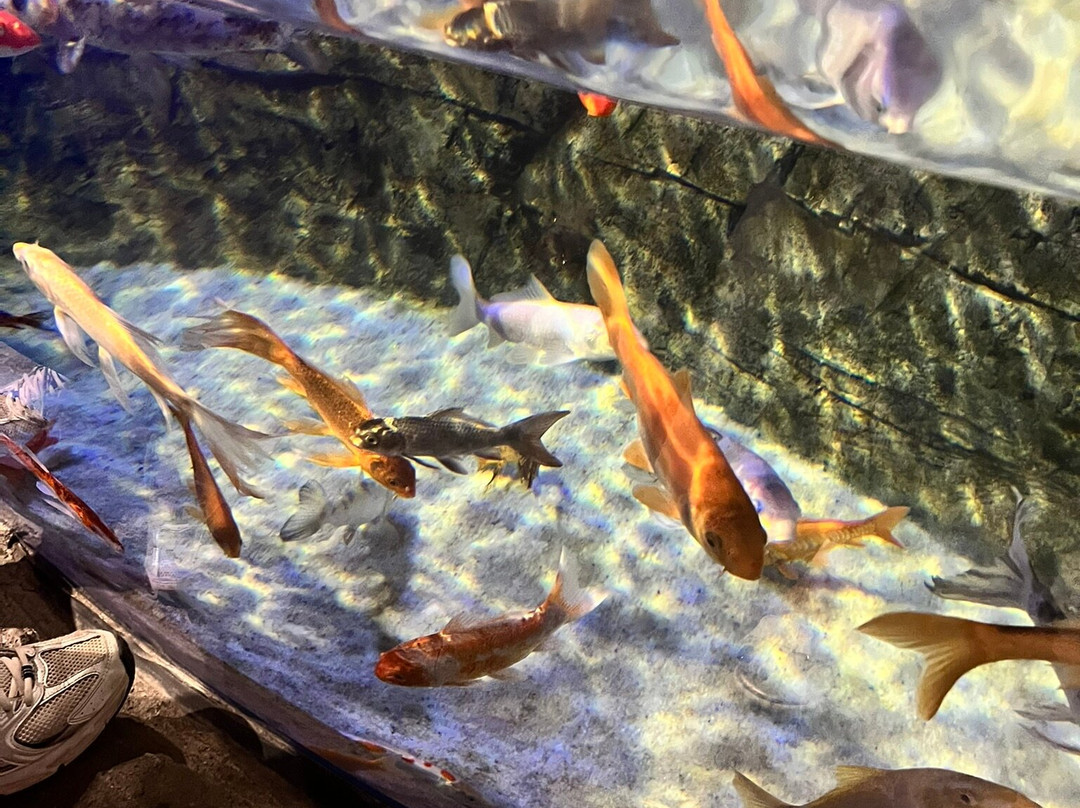 Funtastic Aquarium İzmir-伊兹密尔必去景点
