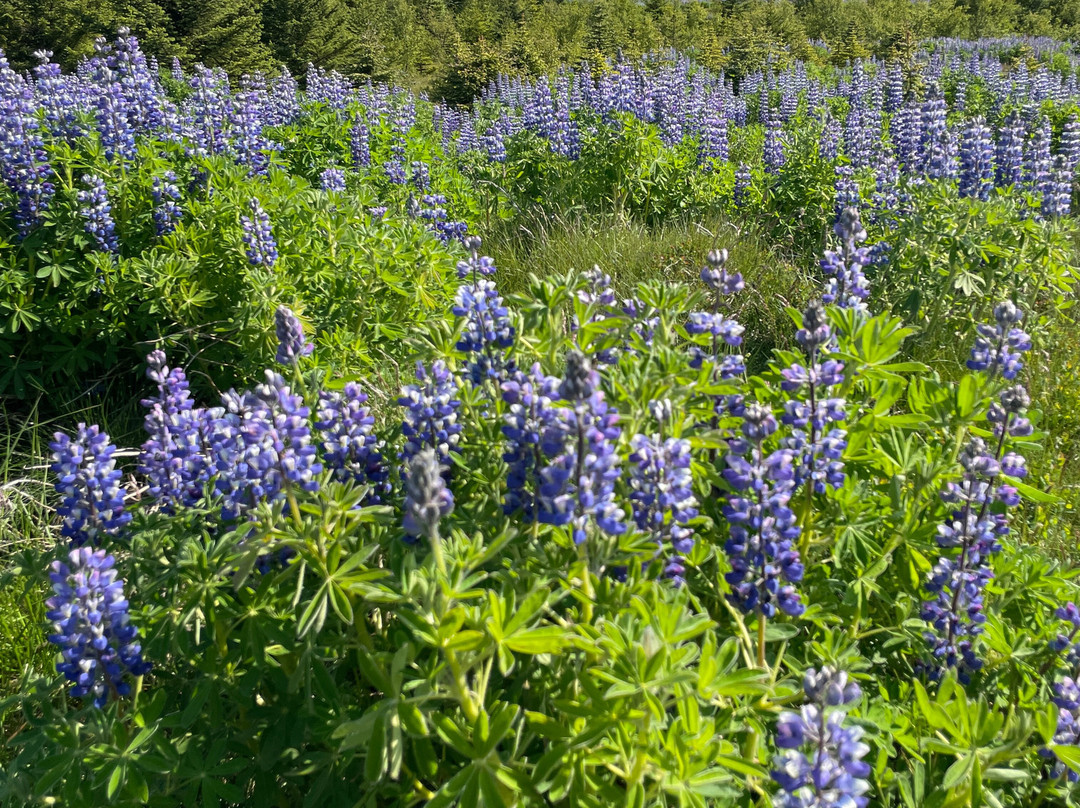 Dráphlíðarfjall-Stykkisholmur必去景点