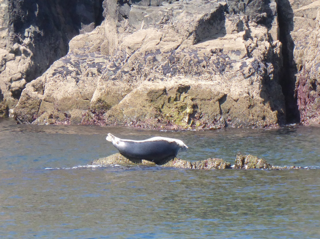 Blasket Islands Eco Marine Tours-Ventry必去景点