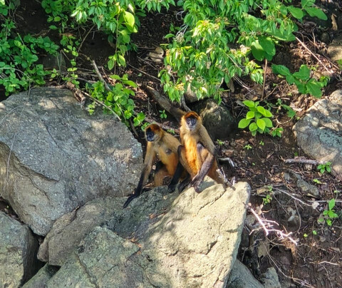 Puntarenas Isla Tortuga Tour-彭塔雷纳斯必去景点