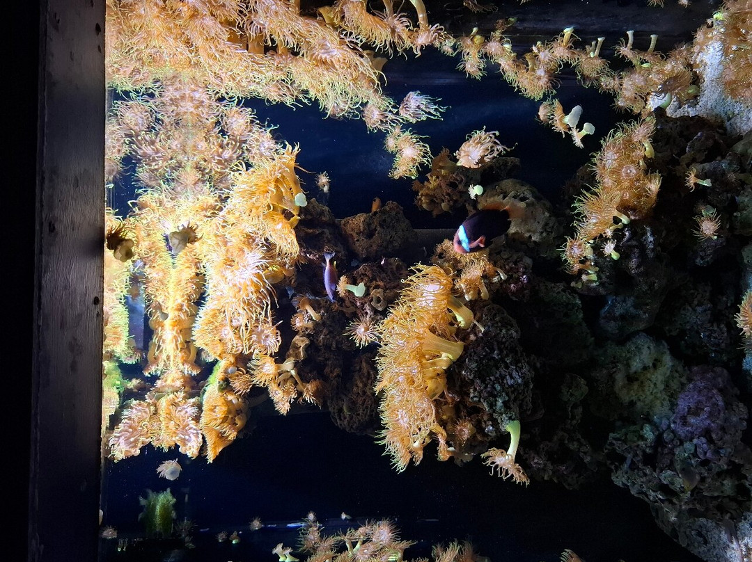 SEA LIFE Helsinki-赫尔辛基必去景点