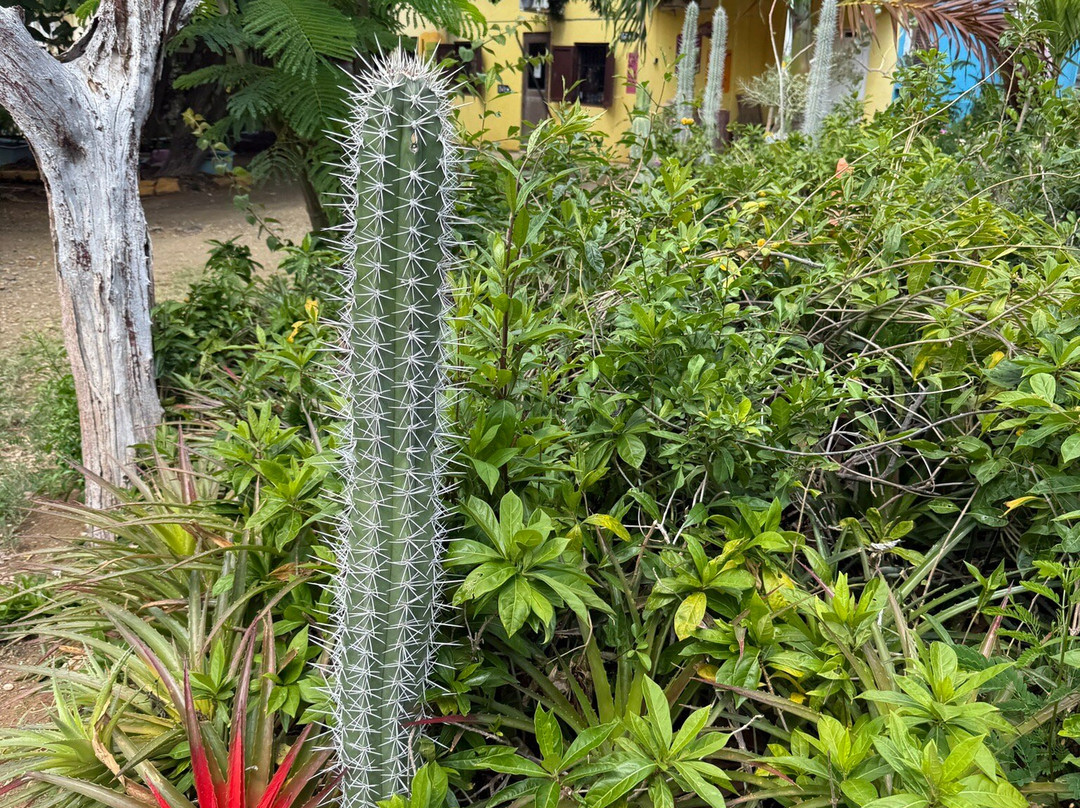 Den Paradera - Dinah's Botanic & Historic Garden-库拉索必去景点