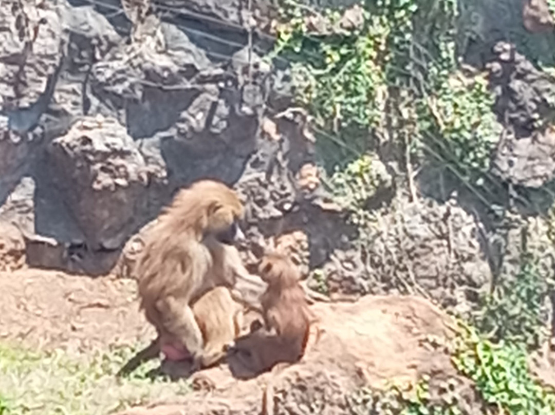 Parque de la Naturaleza de Cabarceno-Obregon必去景点
