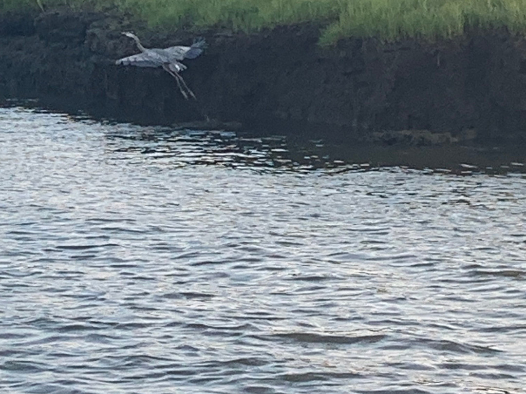 Birding By Boat on the Osprey-开普梅必去景点