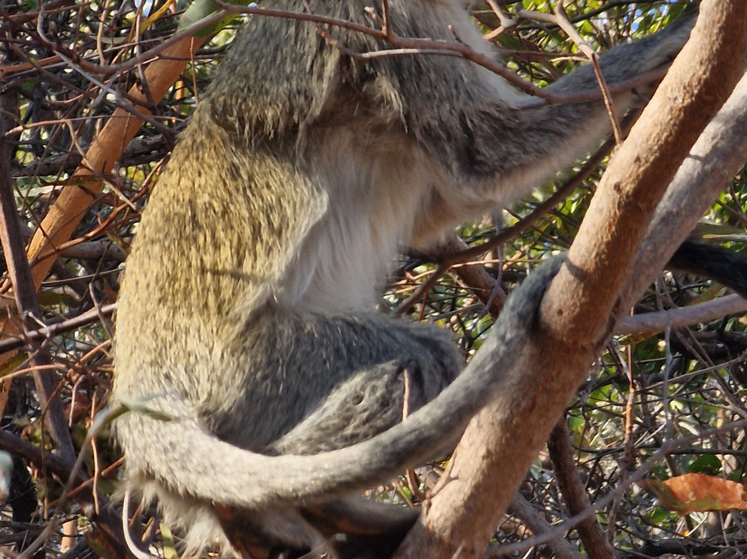 Honeyguide Ranger Camp-Entabeni Game Reserve必去景点