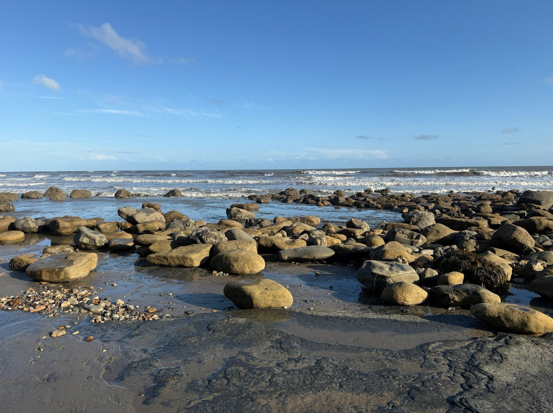 The Wobbly Fossiler-Charmouth必去景点