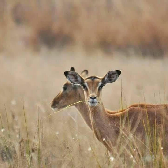 Bohlokwa Nature Reserve-Vlakfontein必去景点