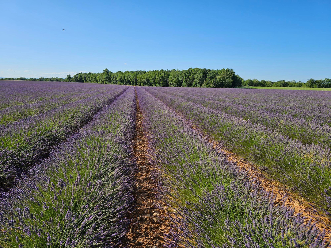 哥伦比尔城堡酒店主图
