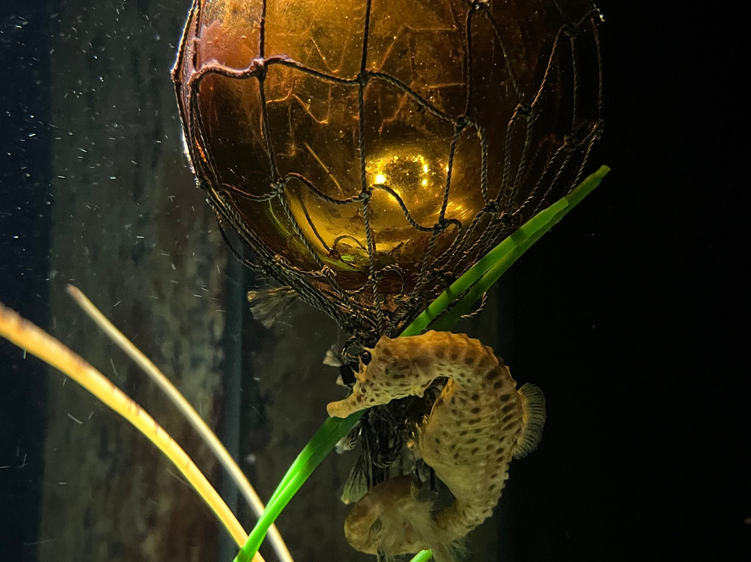 SEA LIFE Helsinki-赫尔辛基必去景点