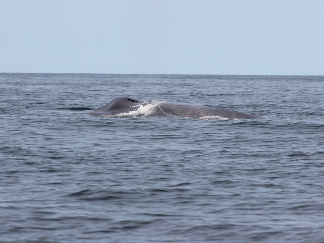 Dixon's Zodiac Seafari-Neil's Harbor必去景点