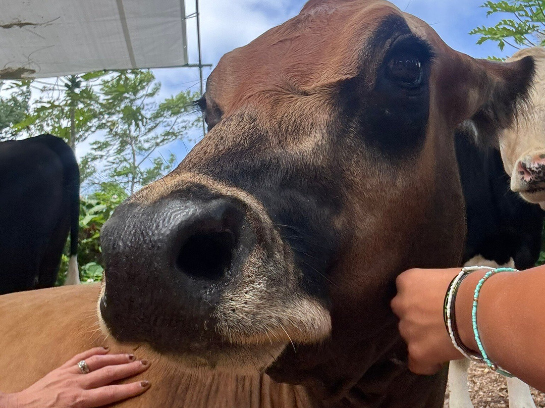 Krishna Cow Sanctuary-帕派科欧必去景点