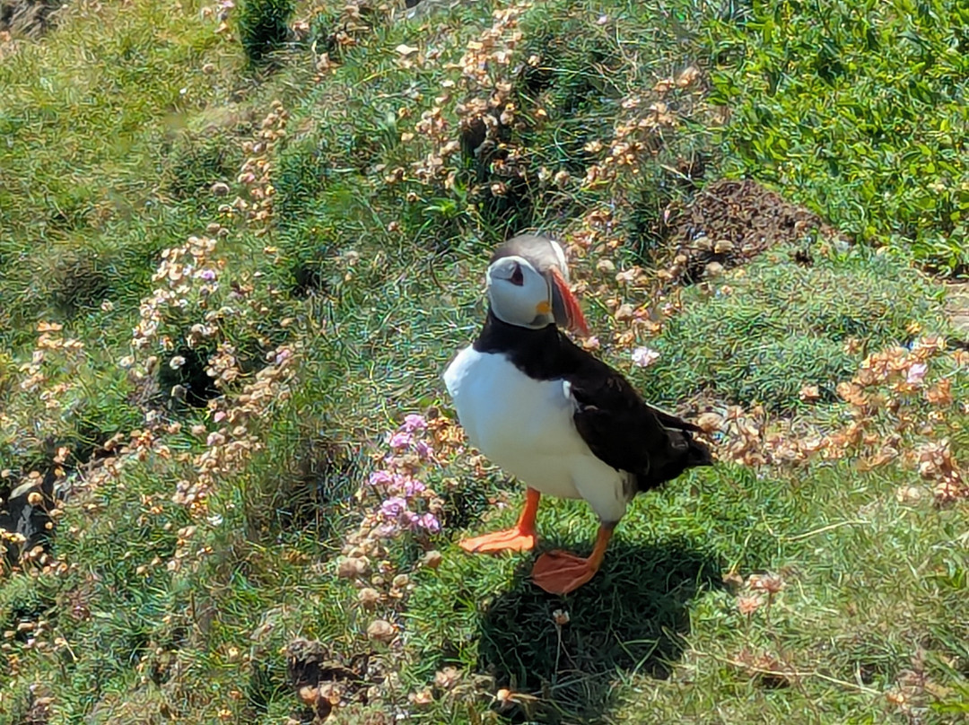 Shetland Explorer Tours-Lerwick必去景点