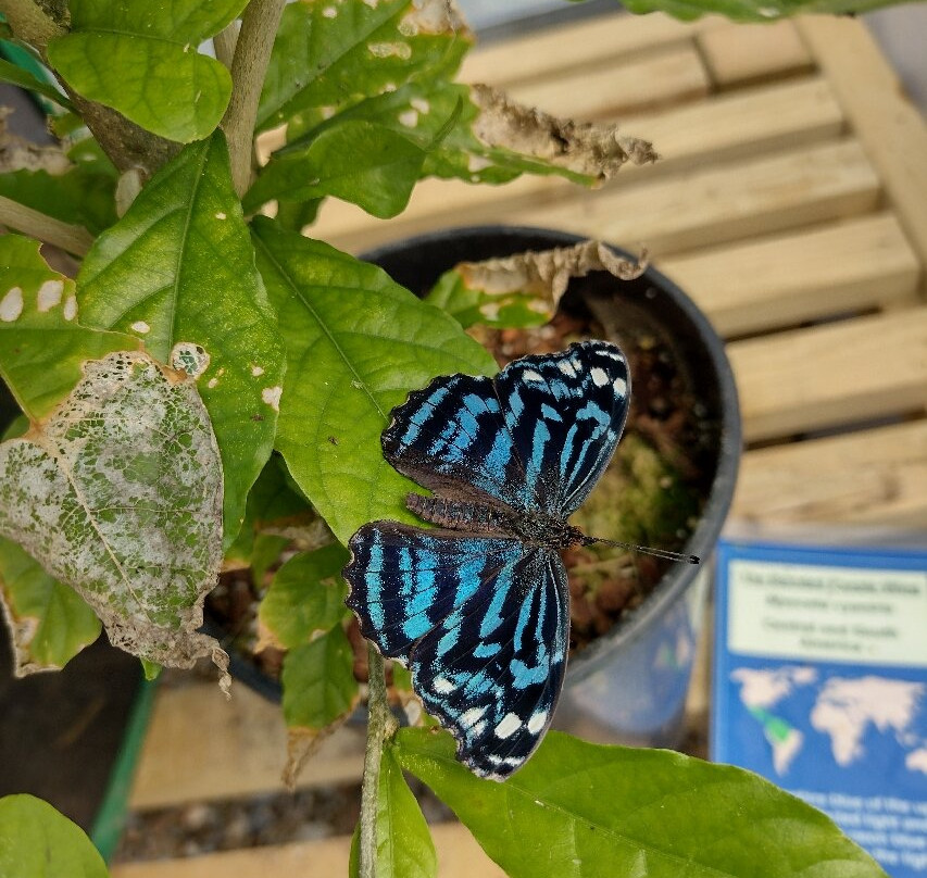 Magic of Life Butterfly House-Cwmbrwyno必去景点