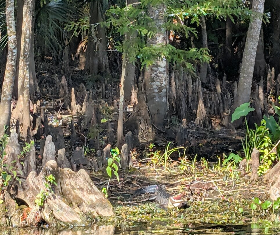 Singing River Tours-Dunnellon必去景点
