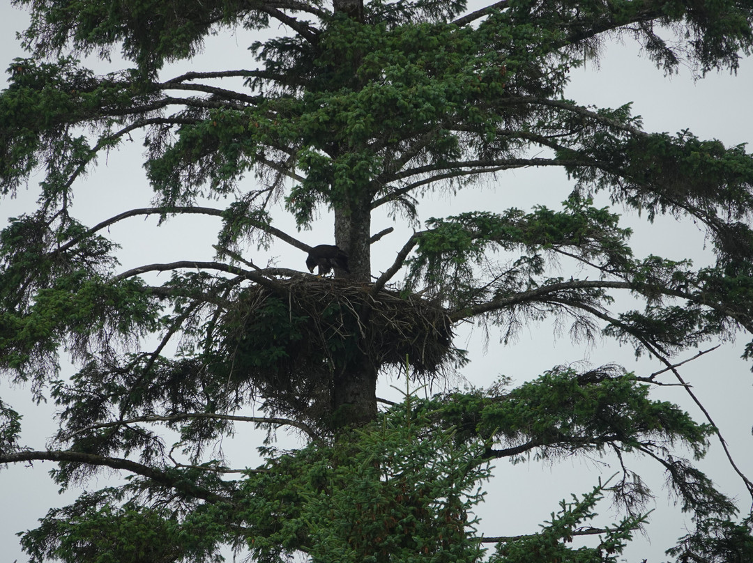 Anan Creek Bear Observatory-Wrangell必去景点