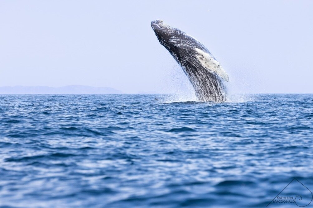 Discovery Sea Adventures-Bonavista必去景点