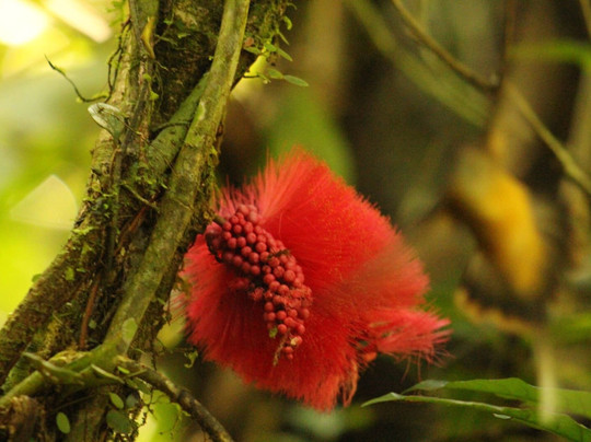 Manu Wildlife Tours-库斯科必去景点