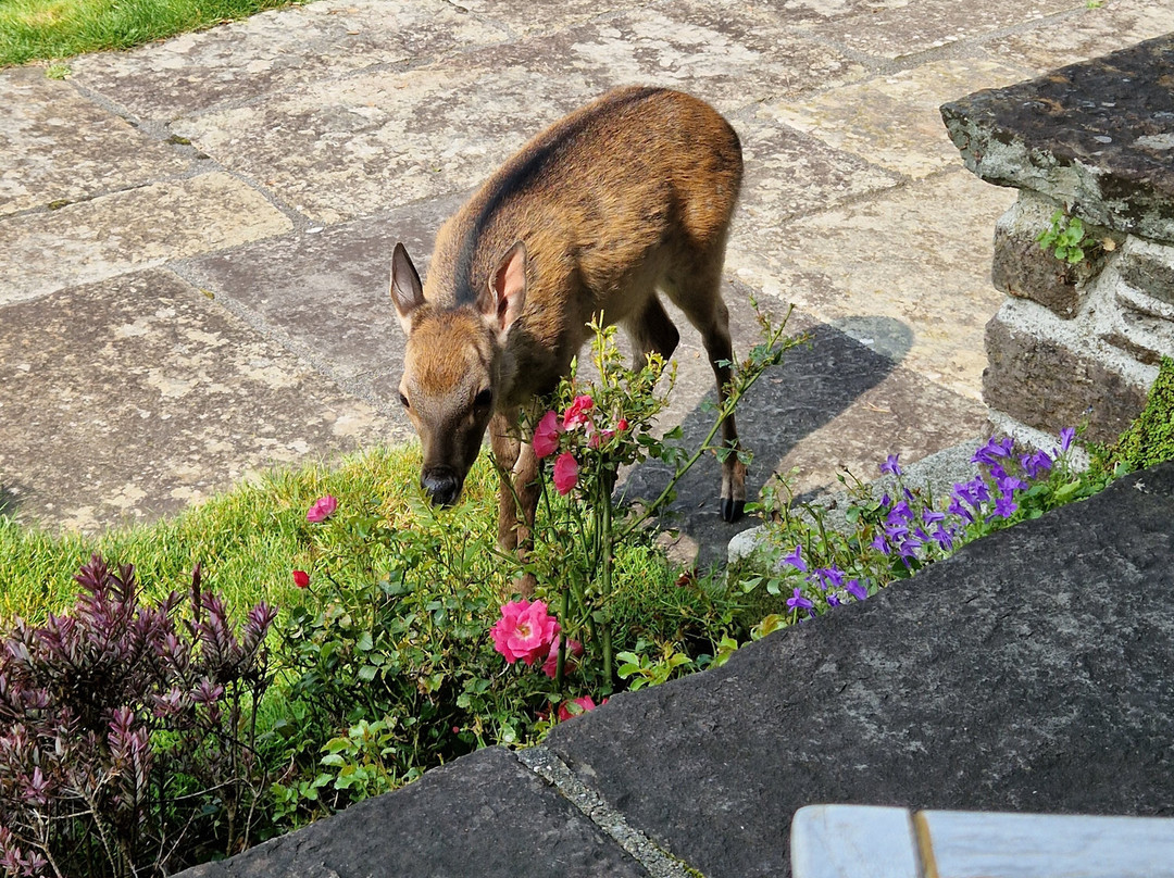 Ard Na Sidhe Country House主图