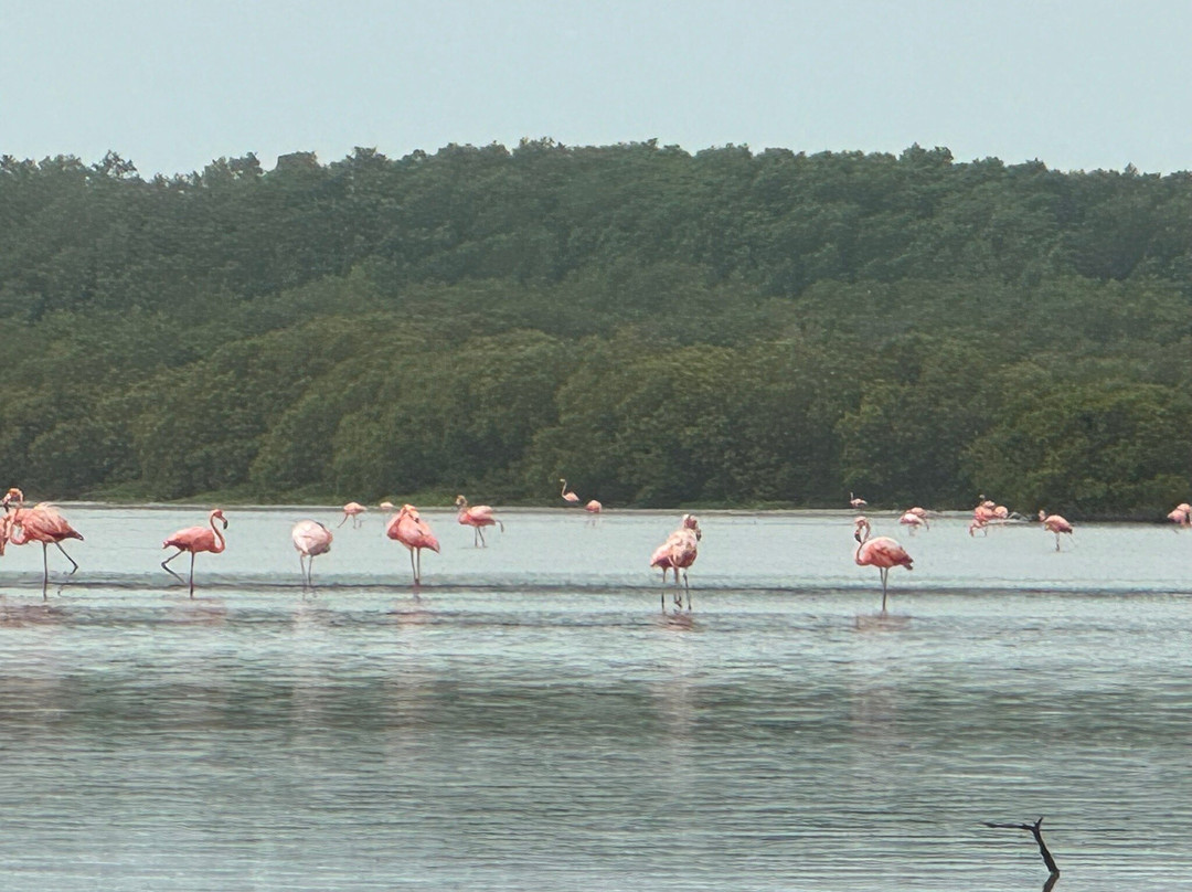 Guardianes De Los Manglares De Dzinintún-塞莱斯顿必去景点