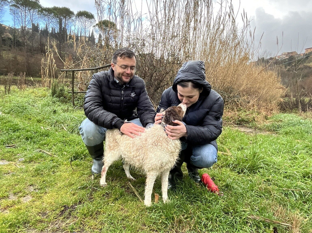 Truffle in Tuscany-圣米尼亚托必去景点