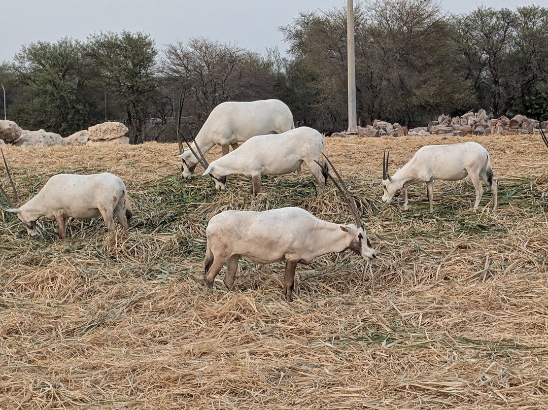 Al Samriya, Doha, Autograph Collection主图