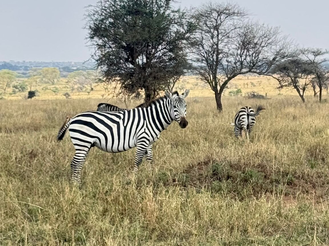Termite Tour Travel-阿鲁沙必去景点