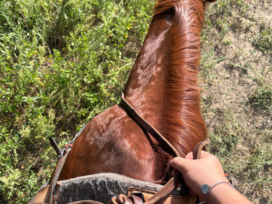 Christine's Horseback Riding-卡尼必去景点