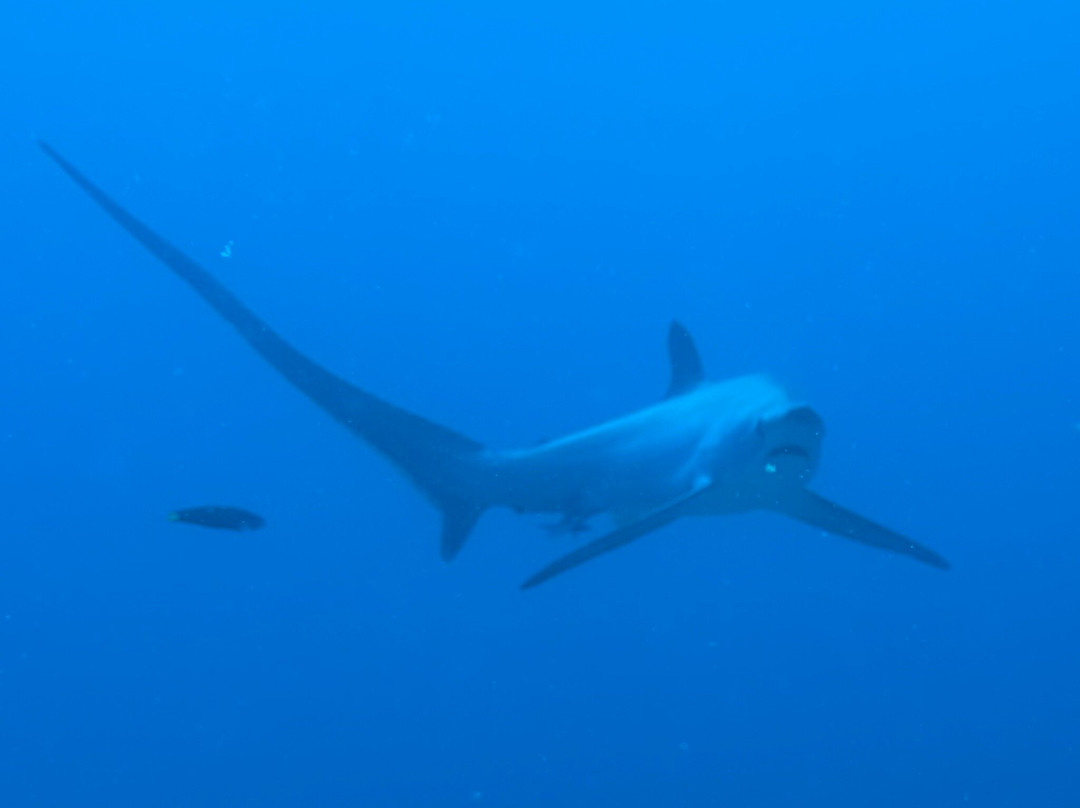 French Kiss Divers-妈妈拍丝瓜岛必去景点