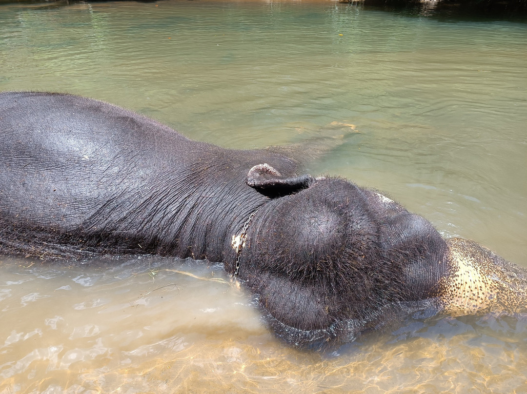 Elephant Care Relief Foundation-凯格勒 必去景点