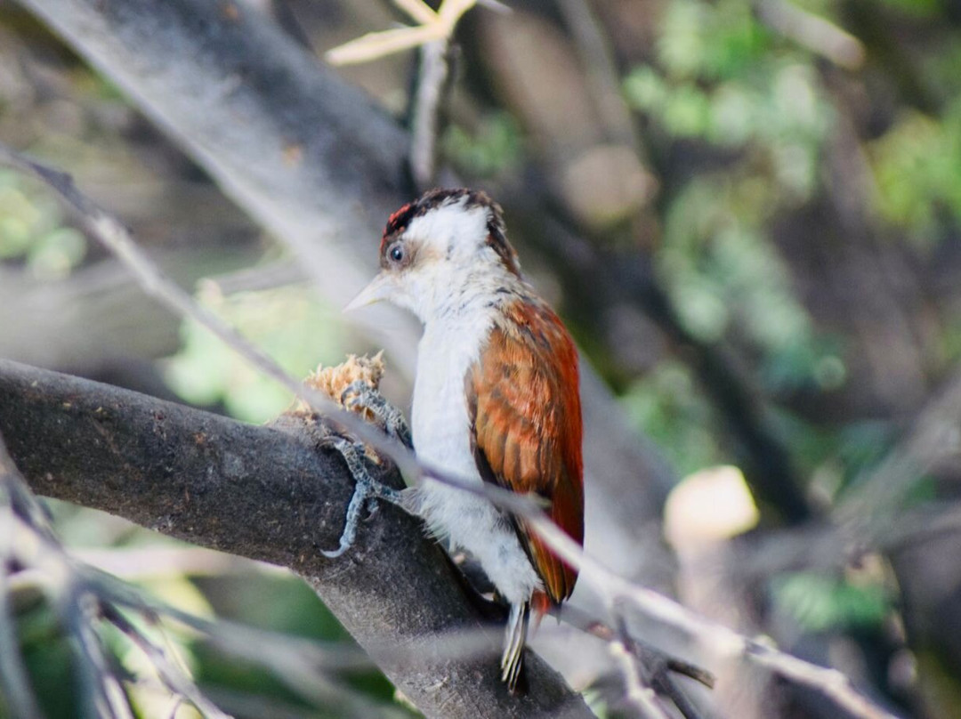 Birdwatching Máncora-Mancora必去景点
