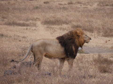 Zanzi Trekking and Safaris Limited-阿鲁沙必去景点